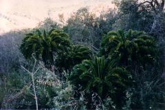 g-img_183_latifrons_in_wild