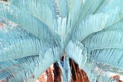 g-img_325_pruinosa_5