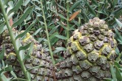 Horridus- dwarf female