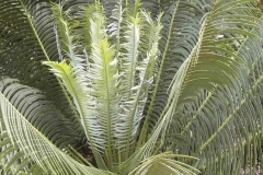 Lanatus in garden