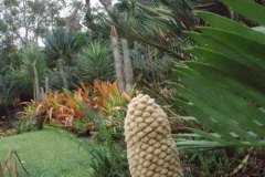 Lanatus in the garden- male cone