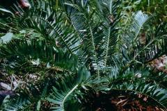 g-img_272_marunguensis_in_wild_3