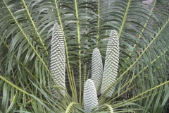 Horridus female