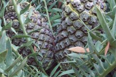 Horridus Female