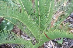 Horridus male