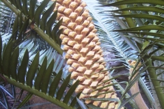 Kisambo Male