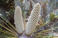 Laevifolius-male