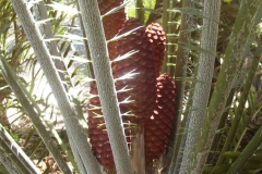 Laurentianus-male
