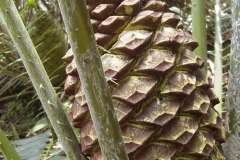 Laurentianus_female