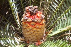 Lebomboensis-female