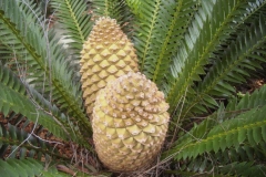 Lebomboensis_Female