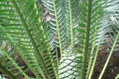 Ituriensis in the garden