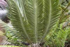 Heenani-in-pot-in-garden