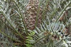 Horridus Female