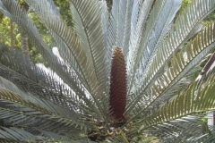 Lehmanni-Male