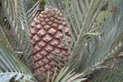 Lehmannii-Female-1