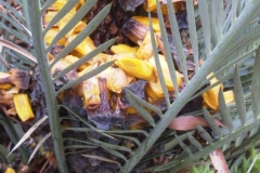 Lehmannii-Female-ripe