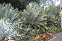 Lehmannii-in-office-garden