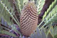 Longifolius-Male