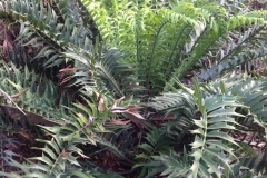 g-img_157_arenarius_new_leaves