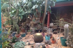 g-img_164_succulent_garden