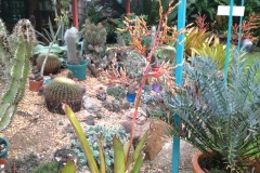 g-img_165_succulent_garden_2