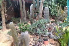 g-img_166_succulent_garden_3