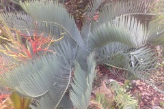 g-img_168_side_garden_eugene_maraissi