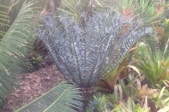 g-img_169_horridus_back_garden