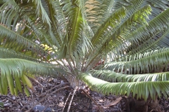 g-img_178_microcycas_in_garden