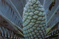 hirsutus-female-cone-600dpiA