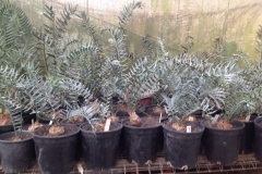 Horridus-Offsets-various-scaled