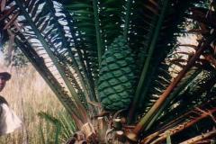 g-img_188_bunia_sp_in_the_wild