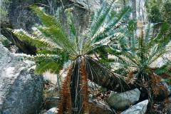g-img_189_concinnus_in_the_wild_1