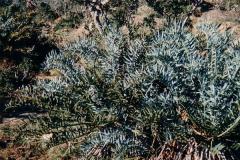 g-img_195_dwarf_horridus_in_wild