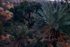 g-img_203_laevifolius_in_wild