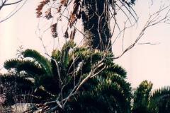 g-img_206_latifrons_in_wild_3