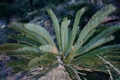 g-img_208_longifolius_in_wild