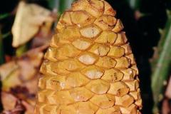 g-img_213_tegulaneus_sub_sp_powysii