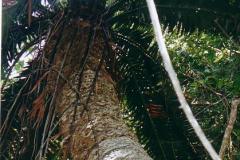 g-img_214_tegulaneus_sub_sp_powysii_1