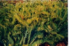g-img_227_delucanus_in_wild_huge_plant0001