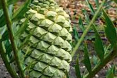 ENCEPHALARTOS ARENARIUS