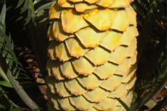 ENCEPHALARTOS CERINUS