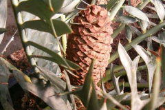 ENCEPHALARTOS HORRIDUS