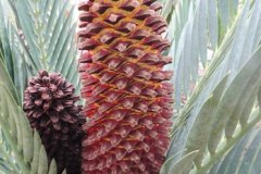 ENCEPHALARTOS LEHMANNII