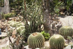 g-img_035_a_second_cactus_garden