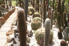g-img_040_cactus_garden_4_early_days