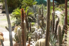 g-img_042_cactus_garden_2_early_days