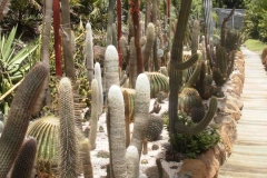 g-img_043_cactus_garden_1_early_days