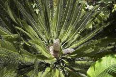 g-img_061_dioon_el_cameroon